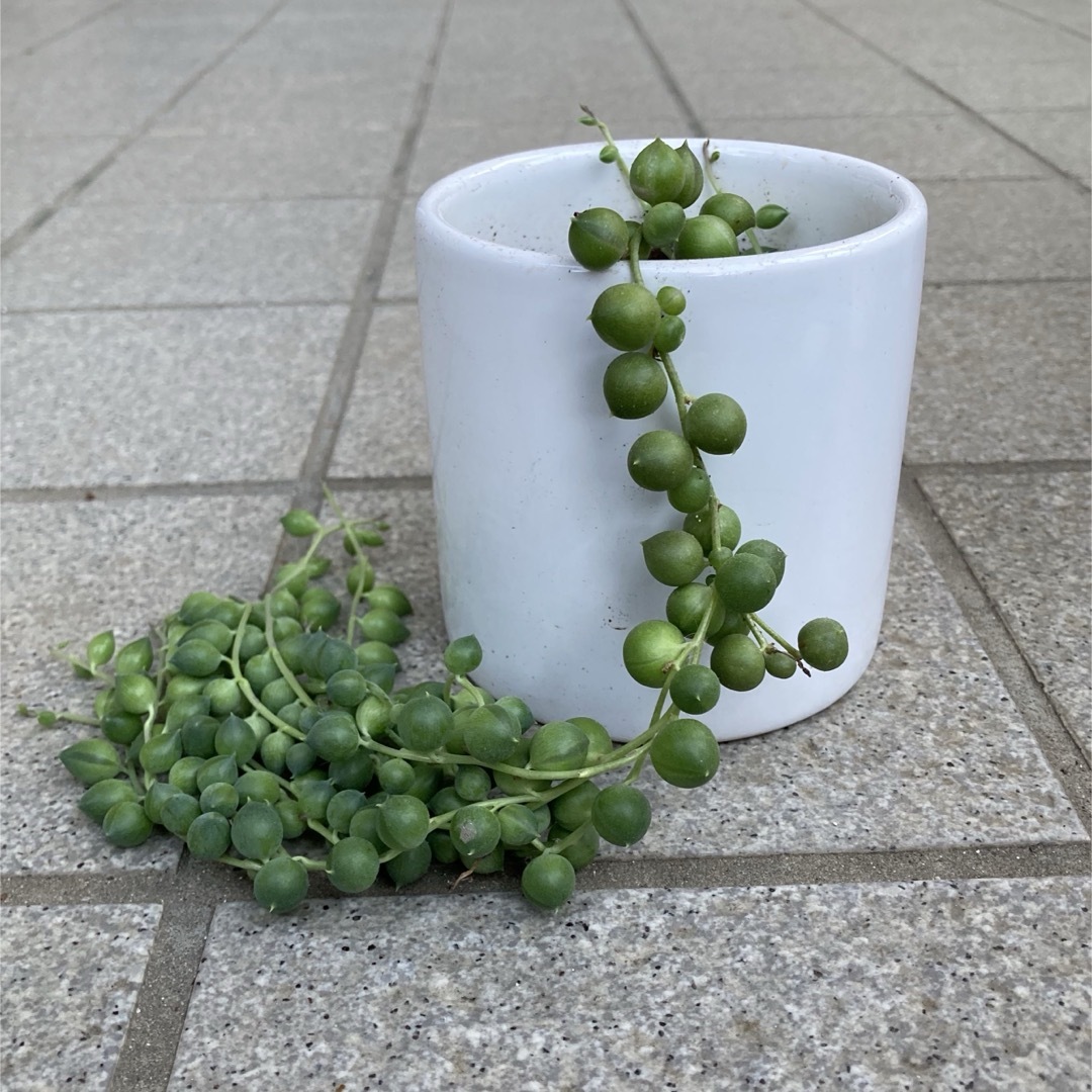 多肉植物 グリーンネックレス 抜き苗の通販 by chiko(植物発送は 多肉植物 グリーンネックレス 抜き苗の通販 by chiko(植物発送は