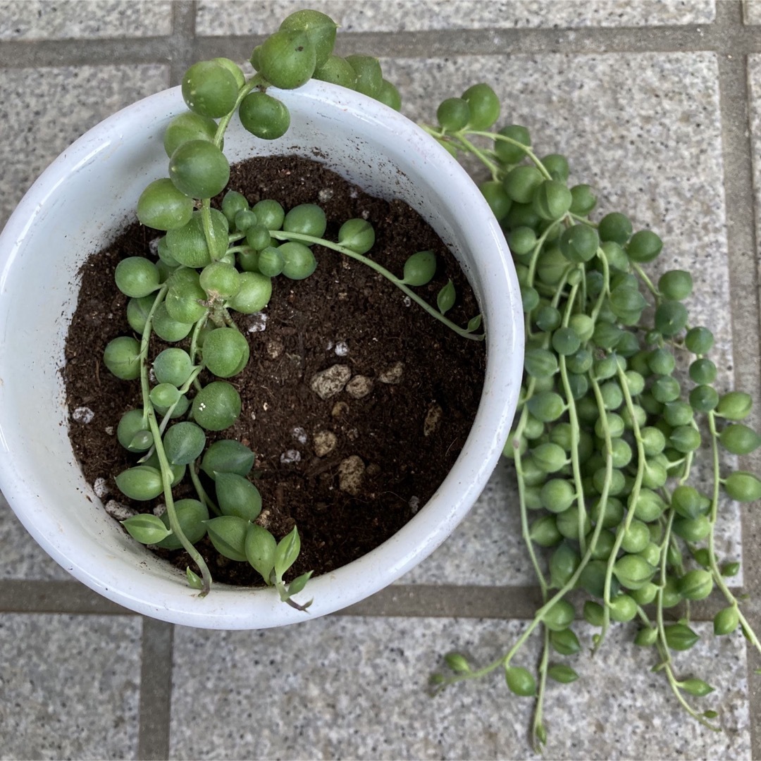 多肉植物 グリーンネックレス 抜き苗の通販 by chiko(植物発送は 多肉植物 グリーンネックレス 抜き苗の通販 by chiko(植物発送は