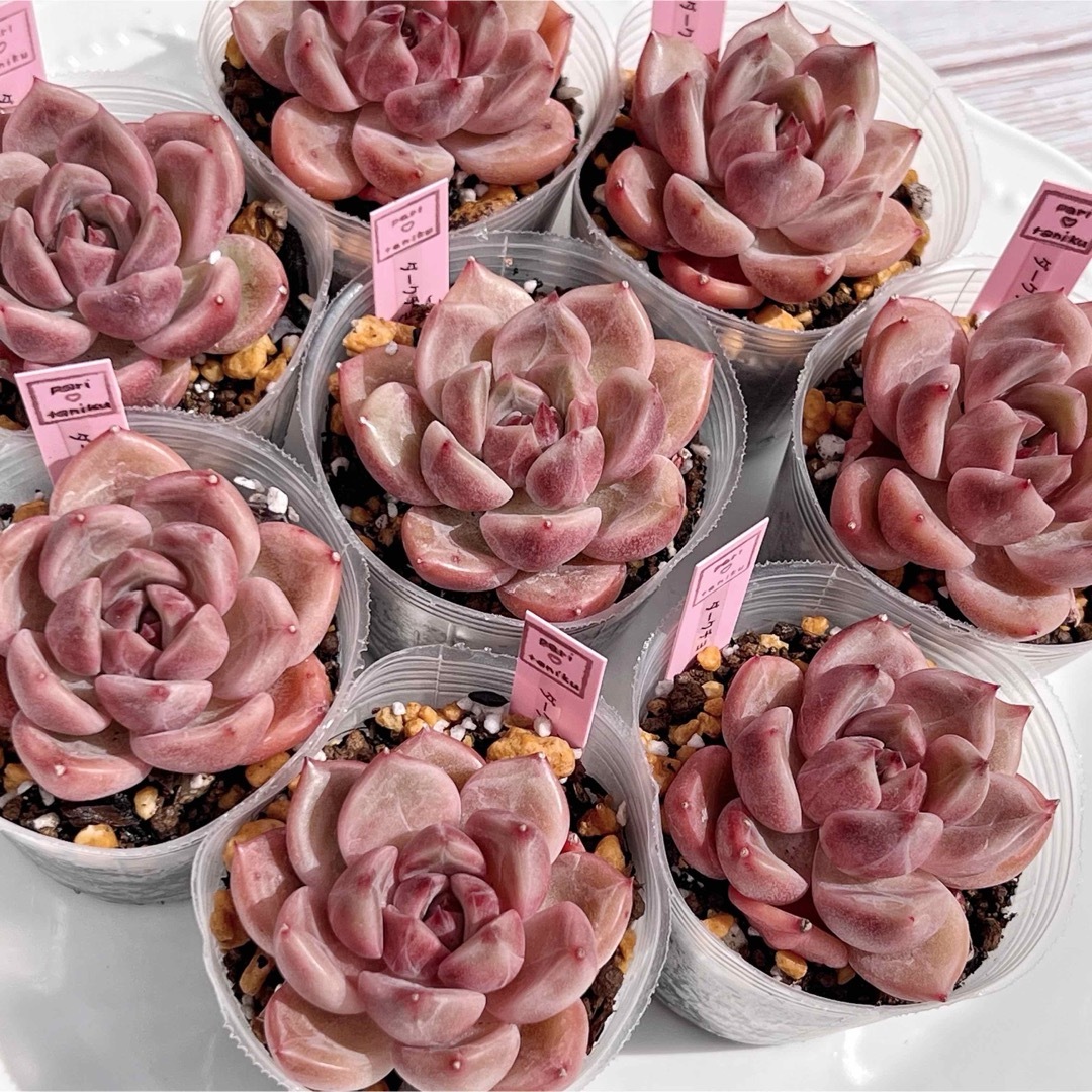 多肉植物 ダークチョコレート 韓国苗の通販 by pari 多肉植物 ダークチョコレート 韓国苗の通販 by pari