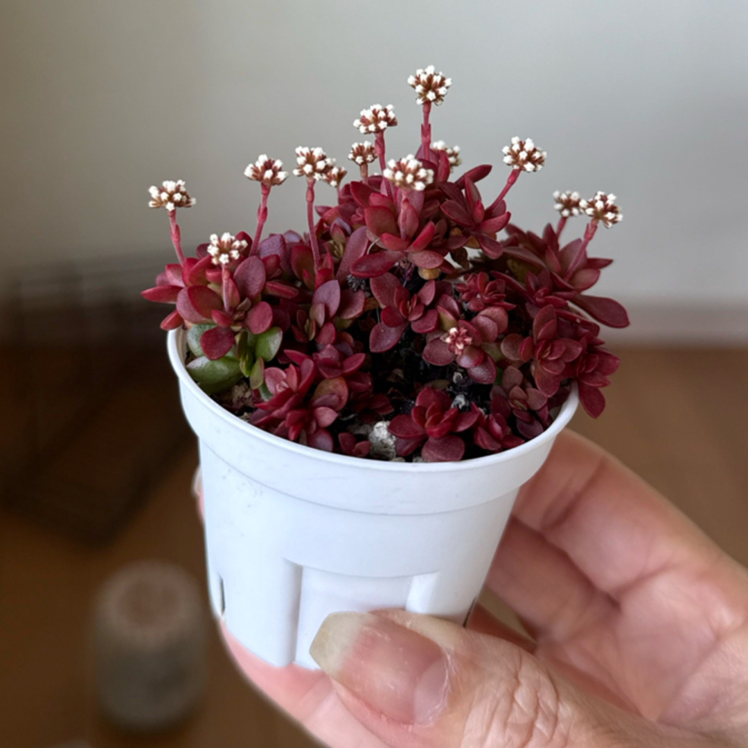 多肉植物 紅稚児 抜き苗の通販 by わさび's shop|ラクマ 多肉植物 紅稚児 抜き苗の通販 by わさび's shop|ラクマ