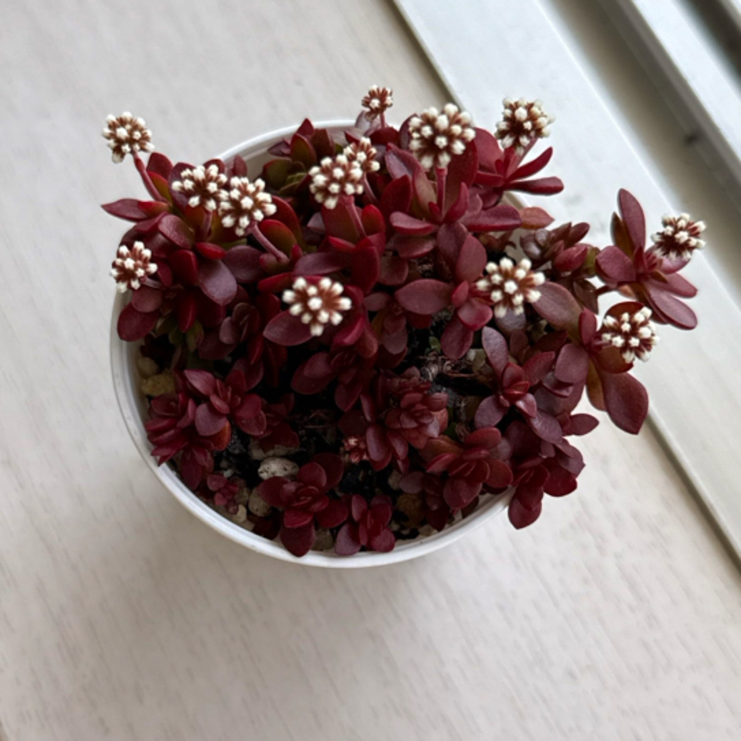 多肉植物 紅稚児 抜き苗の通販 by わさび's shop|ラクマ 多肉植物 紅稚児 抜き苗の通販 by わさび's shop|ラクマ