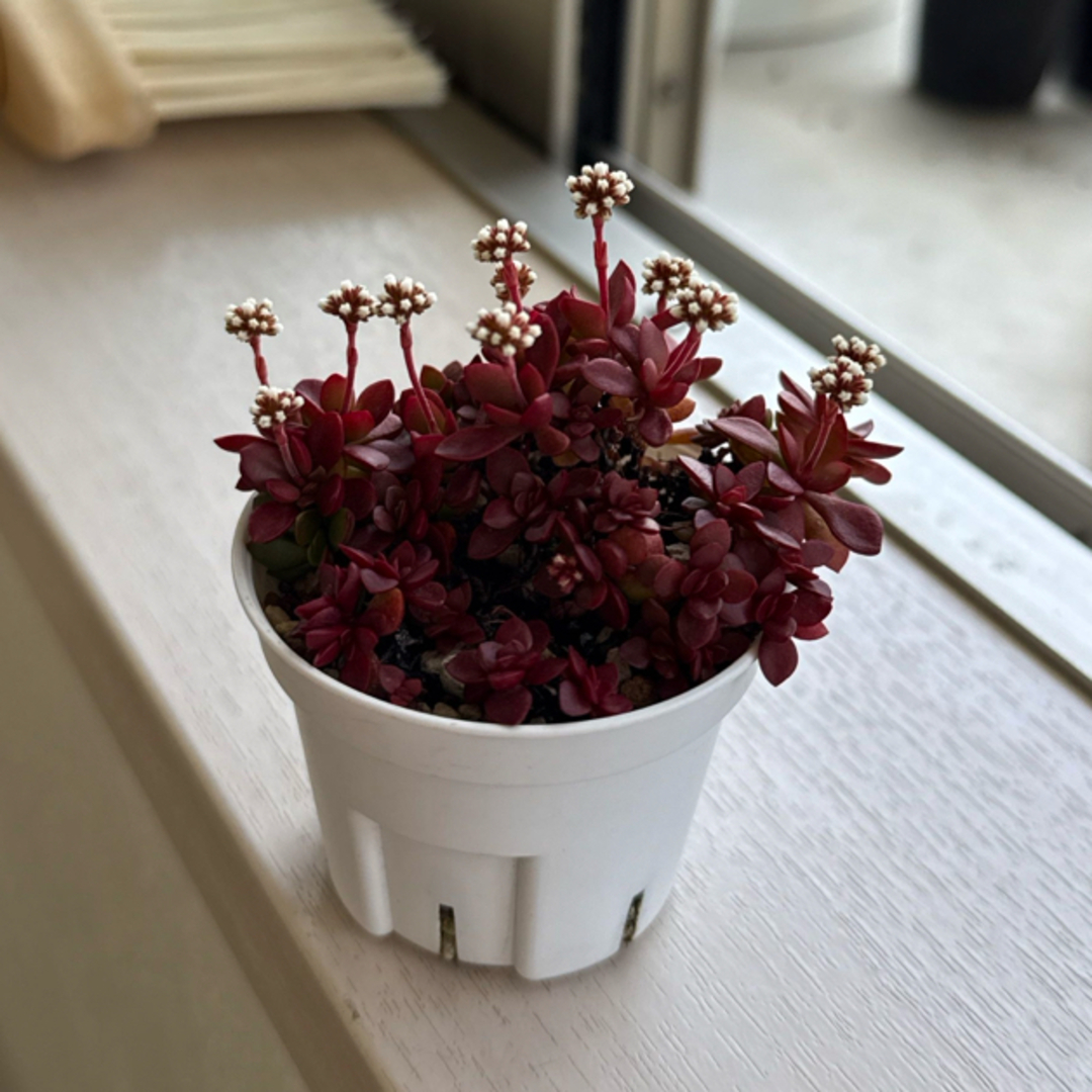 多肉植物 紅稚児 抜き苗の通販 by わさび's shop|ラクマ 多肉植物 紅稚児 抜き苗の通販 by わさび's shop|ラクマ