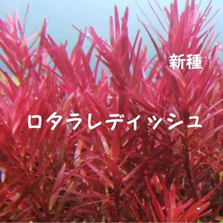 ロタラ レディッシュ (水中葉) 15本おまけ有り　ネコポス便(アクアリウム)