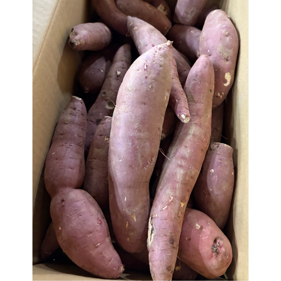 大分ブランドさつまいも芋「甘太くん」 大きめ20kg の通販 by 大分ブランドさつまいも芋「甘太くん」 大きめ20kg の通販 by