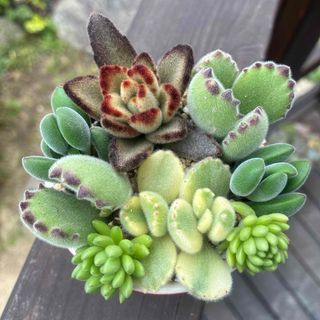 多肉植物 セダム ☆ ルベンスリザード☆ 抜き苗⑭の通販 by なす 多肉植物 セダム ☆ ルベンスリザード☆ 抜き苗⑭の通販 by なす