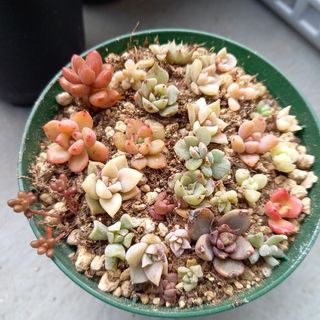 多肉植物🌱姫秋麗 💕梱包込100g♡カット苗 寄せ植え🌱寄植えに 多肉植物🌱姫秋麗 💕梱包込100g♡カット苗 寄せ植え🌱寄植えに
