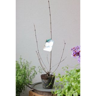 初夏に咲くグリーンのお花❤︎ビバーナム【スノーボール】(その他)