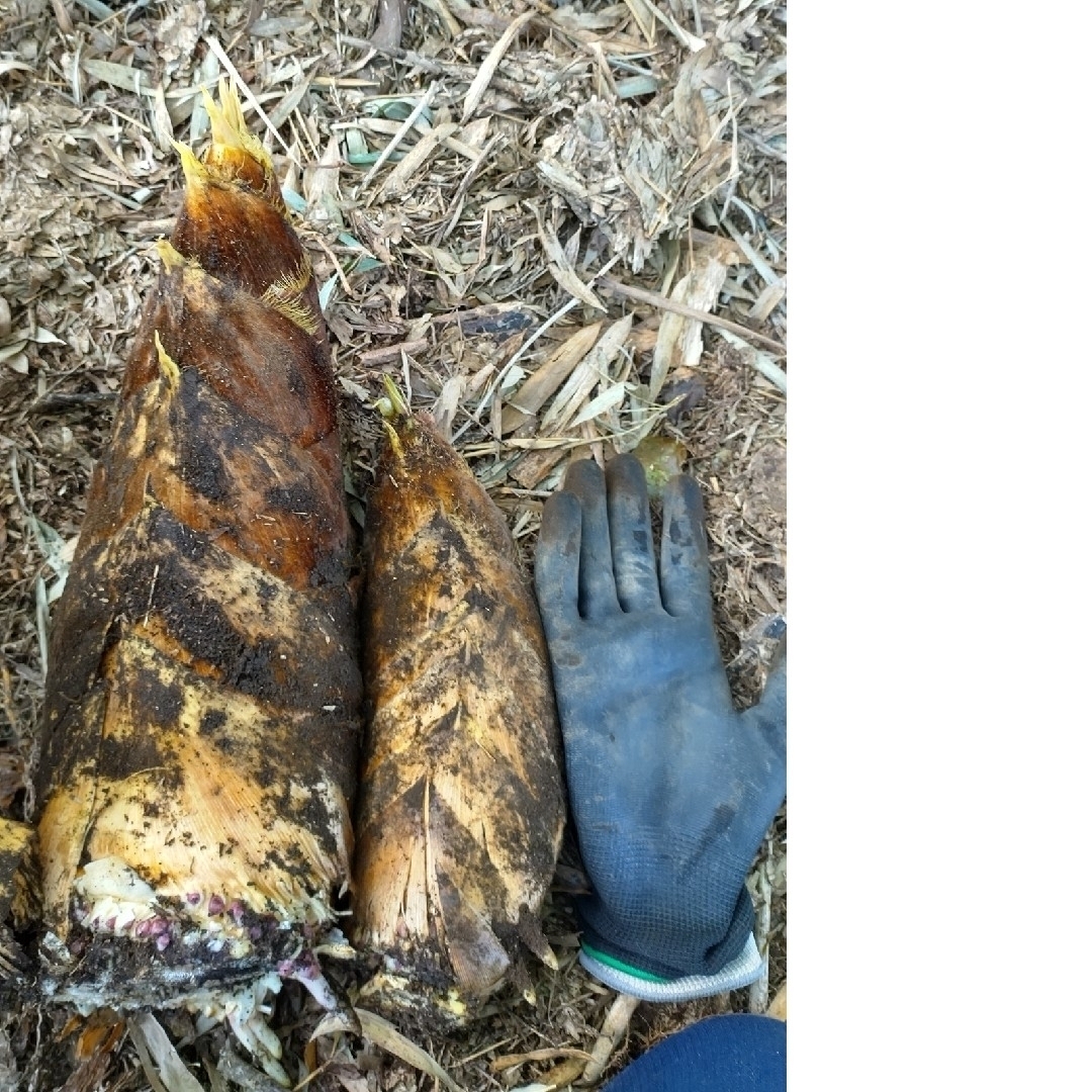 熊本県 新鮮タケノコ 大中size 箱込み10キロの通販 by ゆこあ 熊本県 新鮮タケノコ 大中size 箱込み10キロの通販 by ゆこあ
