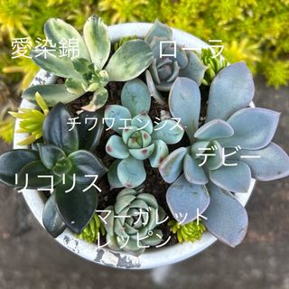 越中ミセバヤ 抜き苗 10本の通販 by iri_o_o's shop|ラクマ 越中ミセバヤ 抜き苗 10本の通販 by iri_o_o's shop|ラクマ