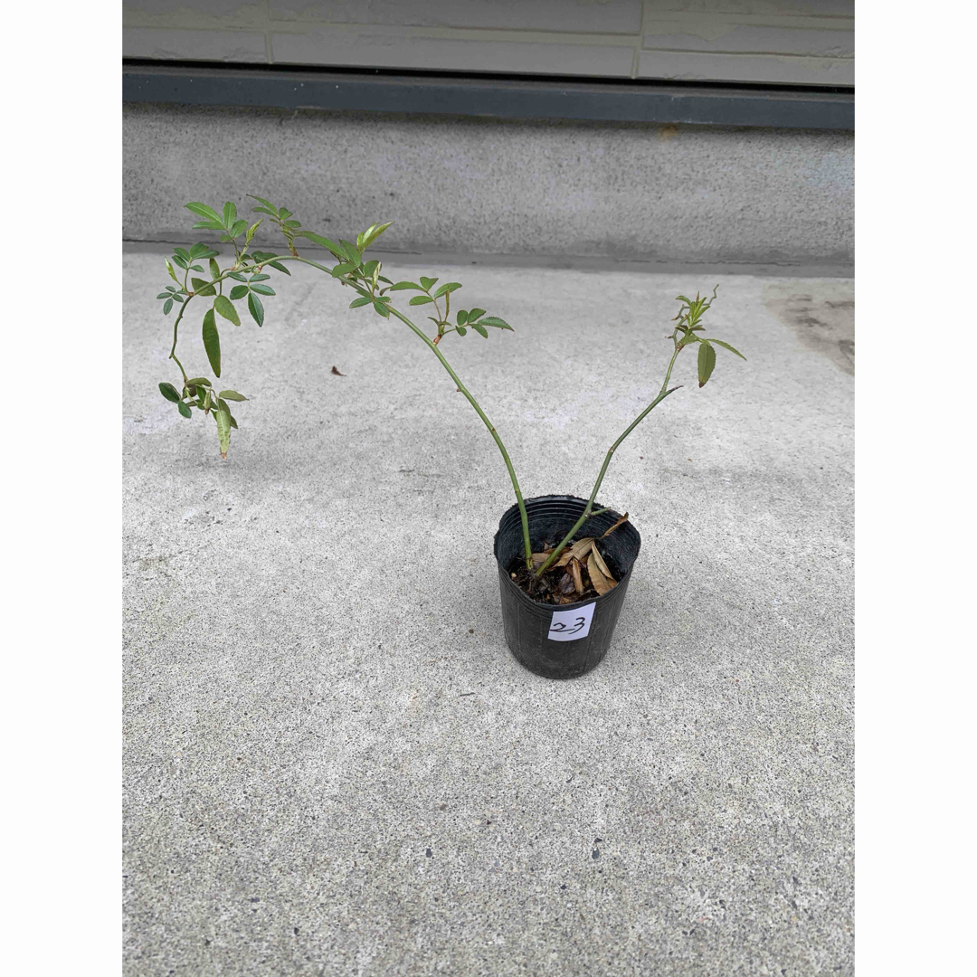 23:観葉植物 モッコウバラ 木香バラ 苗木 植木 黄色 根付の通販 23:観葉植物 モッコウバラ 木香バラ 苗木 植木 黄色 根付の通販