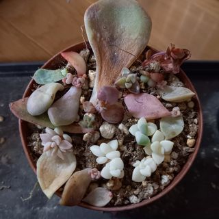 多肉植物 女雛 抜き苗の通販 by 今日も楽しい一日|ラクマ 多肉植物 女雛 抜き苗の通販 by 今日も楽しい一日|ラクマ