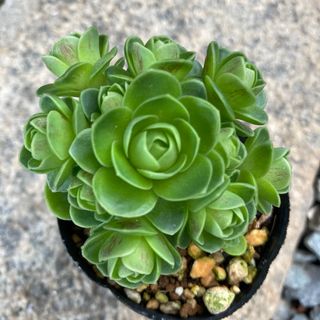 多肉植物 エケベリア オールドエッグhyb 札付き 抜き苗の通販 by 多肉植物 エケベリア オールドエッグhyb 札付き 抜き苗の通販 by
