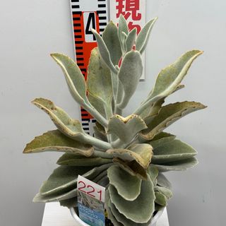 多肉植物 トレレアシー 天使の雫 カット苗の通販 by nacco's 多肉植物 トレレアシー 天使の雫 カット苗の通販 by nacco's