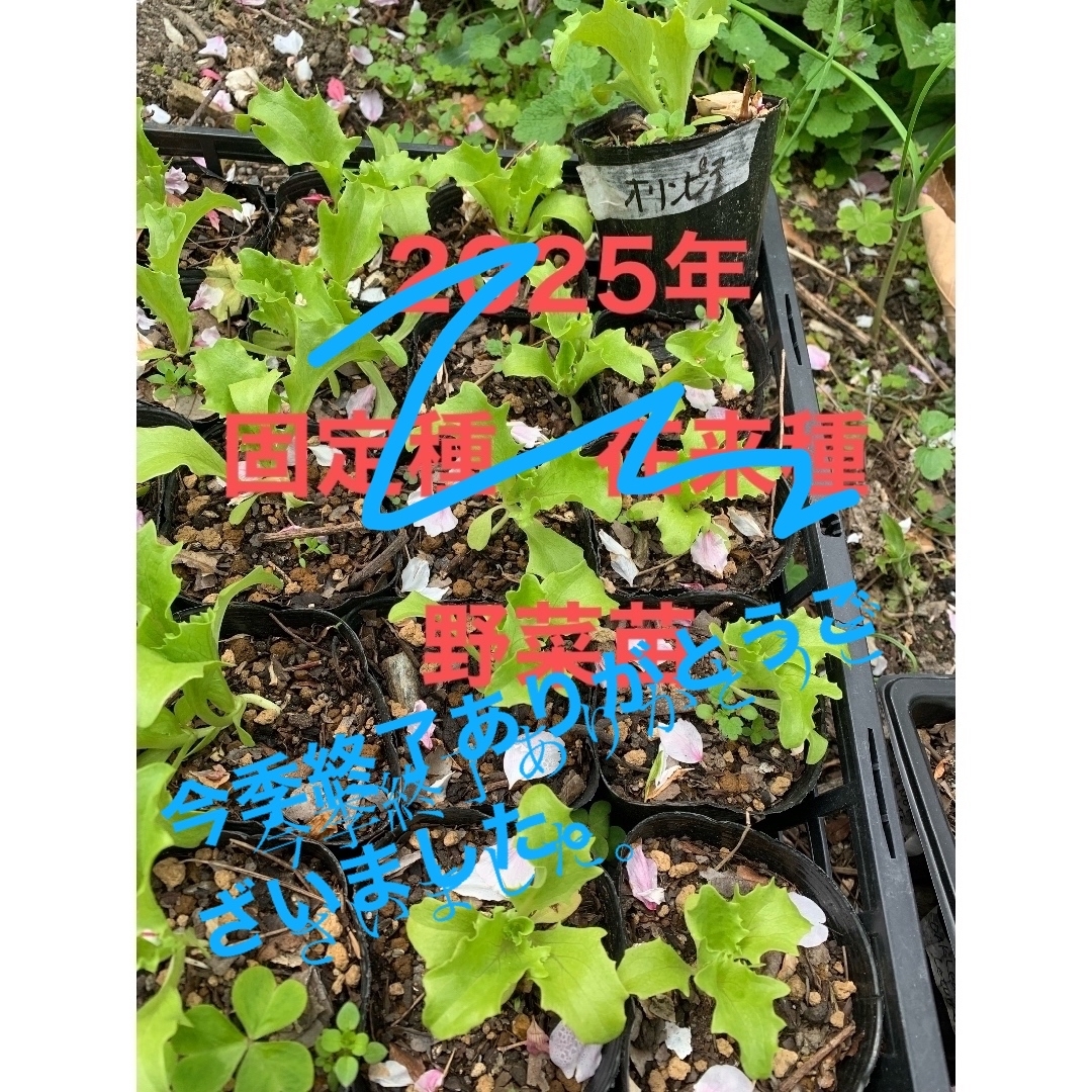 2025年 固定種 在来種 野菜苗 その他のその他(その他)の商品写真