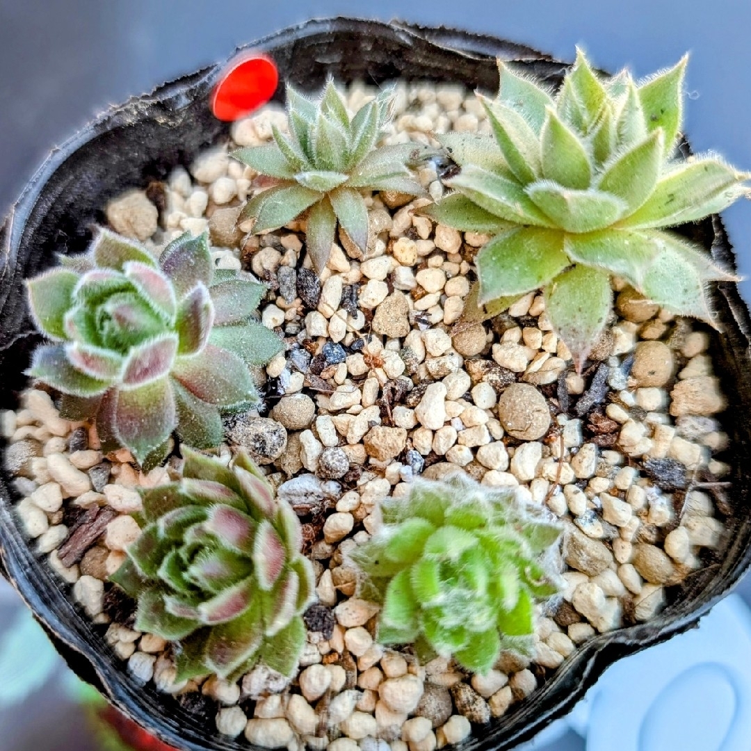 💜💙センペルビウムの寄せ植え💙💜多肉植物♪抜き苗♪の通販 by 💜💙センペルビウムの寄せ植え💙💜多肉植物♪抜き苗♪の通販 by