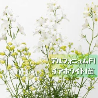 宿根草 多年草 純白 デルフォニュム『チア ホワイト』土落とさずポットのまま発送(その他)