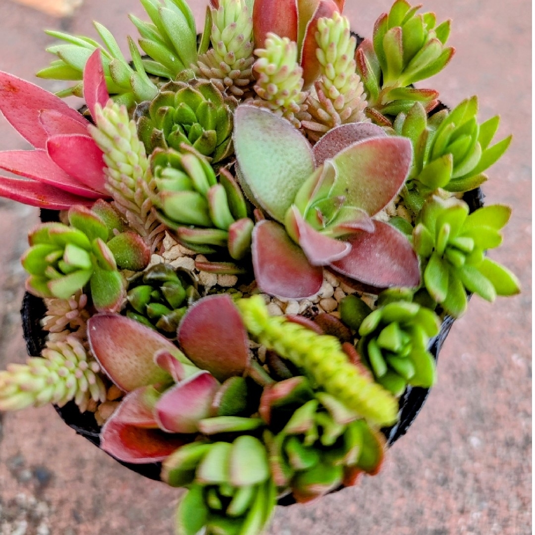 💜💙多肉植物♪カット苗♪ ハンドメイドのフラワー/ガーデン(その他)の商品写真