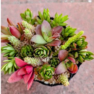 専用 多肉植物 クイーンオブピーチの通販 by しょこりん's shop 専用 多肉植物 クイーンオブピーチの通販 by しょこりん's shop