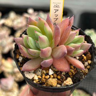 専用 多肉植物 クイーンオブピーチの通販 by しょこりん's shop 専用 多肉植物 クイーンオブピーチの通販 by しょこりん's shop