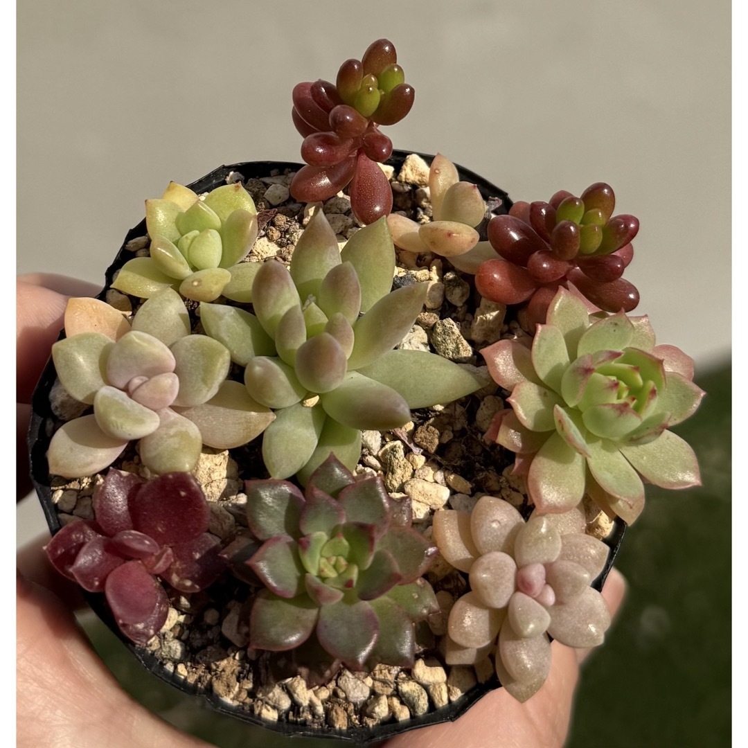 多肉植物 寄せ植えセット 10個 抜き苗の通販 by arakixx|ラクマ 多肉植物 寄せ植えセット 10個 抜き苗の通販 by arakixx|ラクマ