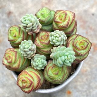 舞乙女　マジョール　カット苗　多肉植物(その他)