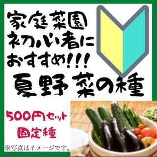 春からでも蒔ける　夏野菜の種　7種類セット　家庭菜園におすすめ　固定種【2024(その他)