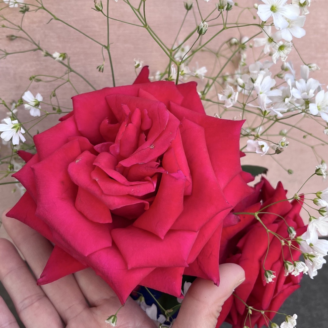 薔薇挿し木苗の通販 by ライア's shop|ラクマ 薔薇挿し木苗の通販 by ライア's shop|ラクマ