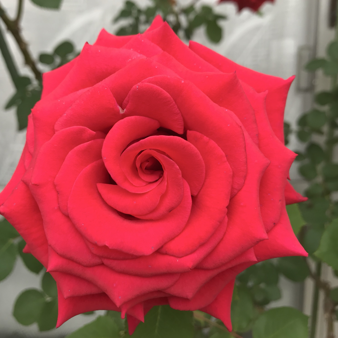薔薇挿し木苗の通販 by ライア's shop|ラクマ 薔薇挿し木苗の通販 by ライア's shop|ラクマ
