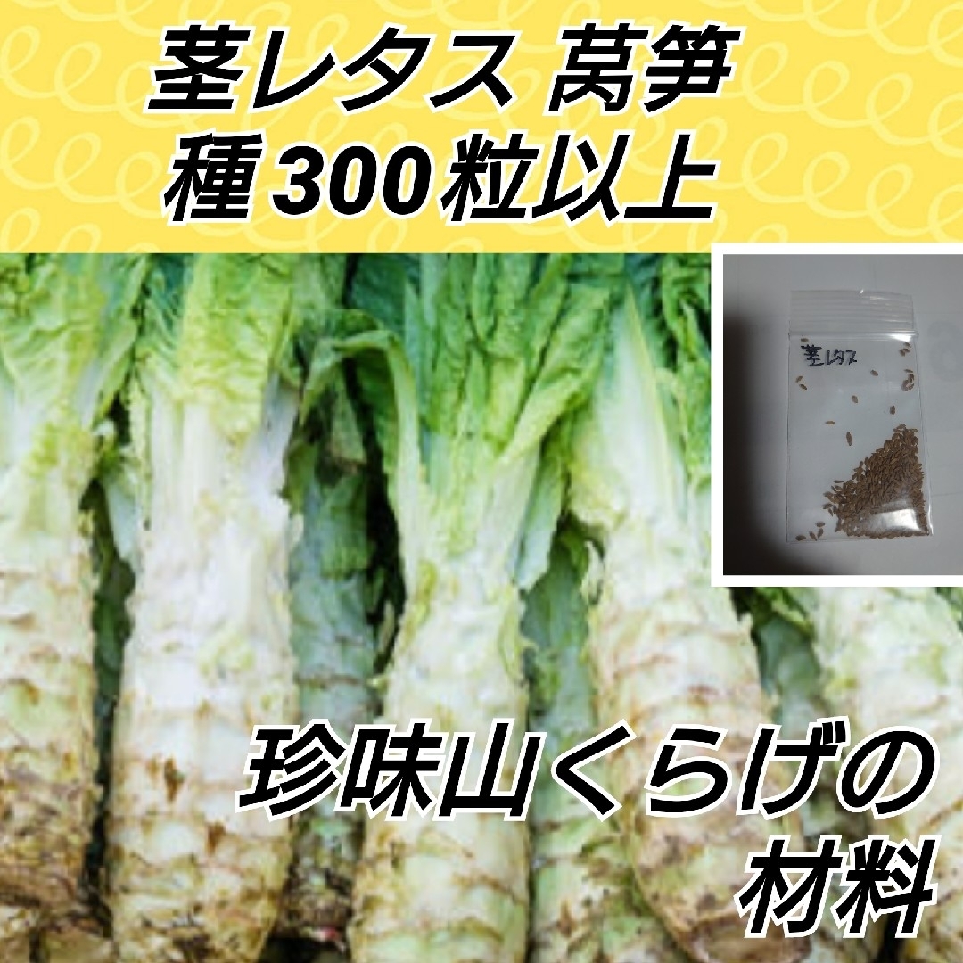 茎レタス 種子300粒以上 莴笋【固定種】 ハンドメイドのフラワー/ガーデン(プランター)の商品写真