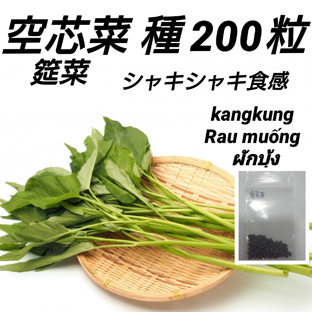 空芯菜(エンサイ、エンツァイ)種200粒 ハンドメイドのフラワー/ガーデン(プランター)の商品写真