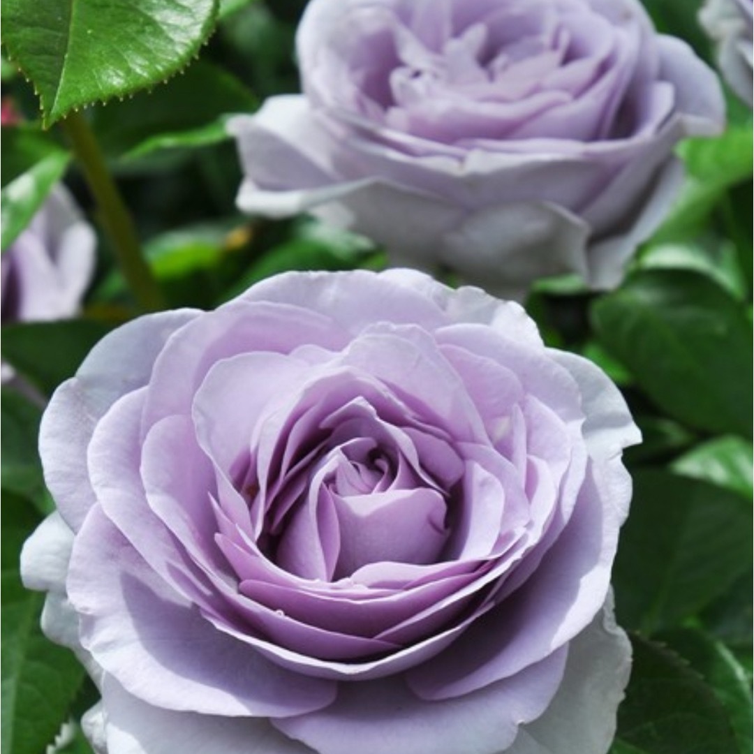 薔薇挿し木苗の通販 by ライア's shop|ラクマ 薔薇挿し木苗の通販 by ライア's shop|ラクマ