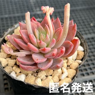 多肉植物 パキフィツム 月下美人錦・双頭 抜き苗!! 3の通販 by 多肉植物 パキフィツム 月下美人錦・双頭 抜き苗!! 3の通販 by