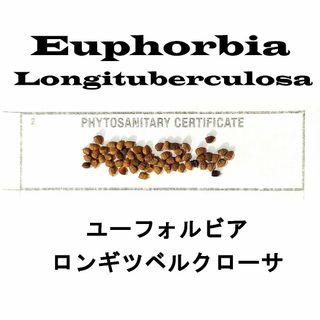 3月入荷 10粒 ユーフォルビア ロンギツベルクローサ 種 種子 3月入荷 10粒 ユーフォルビア ロンギツベルクローサ 種 種子