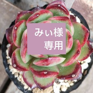 ♡韓国苗♡多肉植物♡美苗♡オールスター♡カット苗の通販|ラクマ ♡韓国苗♡多肉植物♡美苗♡オールスター♡カット苗の通販|ラクマ