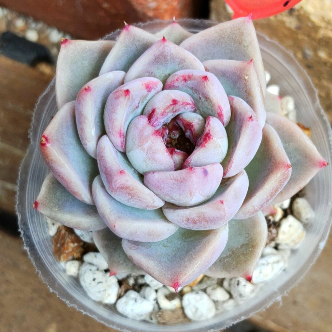 多肉植物 レッドベルベット 韓国苗の通販 by かりん's shop|ラクマ 多肉植物 レッドベルベット 韓国苗の通販 by かりん's shop|ラクマ