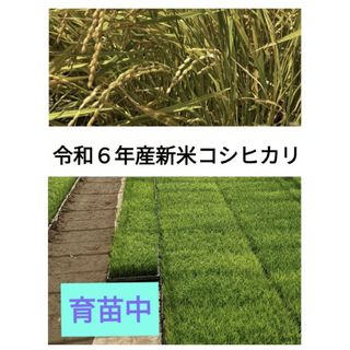 岐阜ブランド米 令和6年度『岐阜ハツシモ』新米 (玄米)15キロ 岐阜ブランド米 令和6年度『岐阜ハツシモ』新米 (玄米)15キロ
