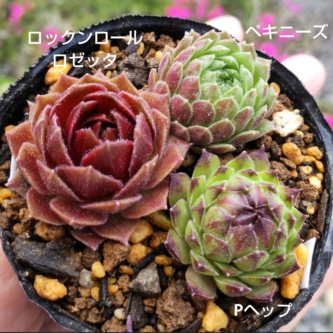 センペルビウム 3種 抜き苗の通販 by kofukuya's shop|ラクマ センペルビウム 3種 抜き苗の通販 by kofukuya's shop|ラクマ