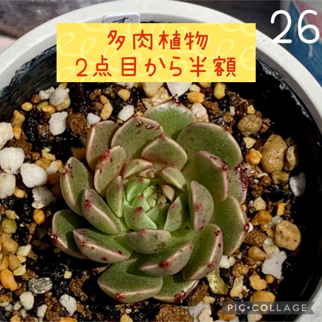 多肉植物<26 オリビア 抜き苗の通販 by soup♪'s shop|ラクマ 多肉植物<26 オリビア 抜き苗の通販 by soup♪'s shop|ラクマ