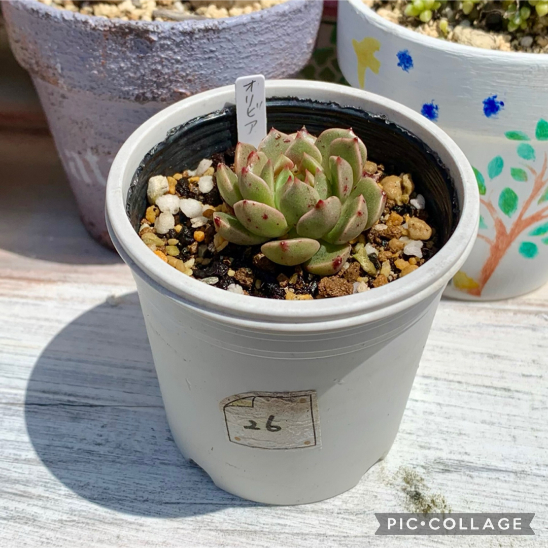 多肉植物<26 オリビア 抜き苗の通販 by soup♪'s shop|ラクマ 多肉植物<26 オリビア 抜き苗の通販 by soup♪'s shop|ラクマ