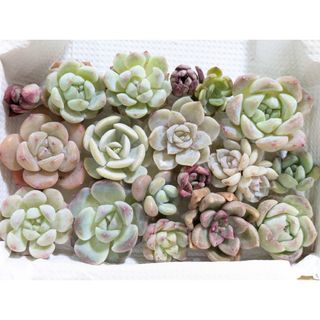 5  訳あり  多肉植物 カット苗セット(その他)