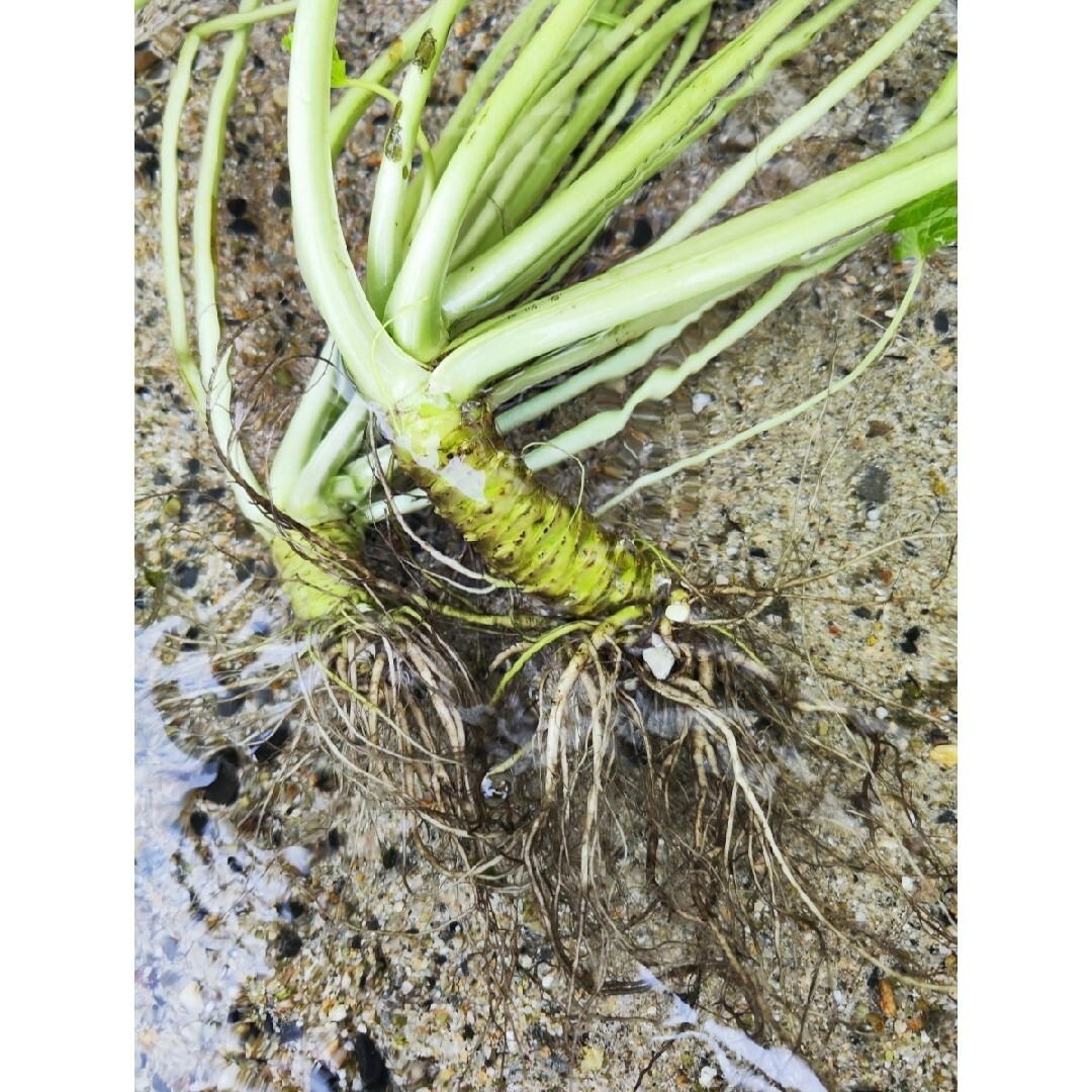 100g前後 信州 安曇野 本わさび 生ワサビ あづみ野 山葵 沢 100g前後 信州 安曇野 本わさび 生ワサビ あづみ野 山葵 沢