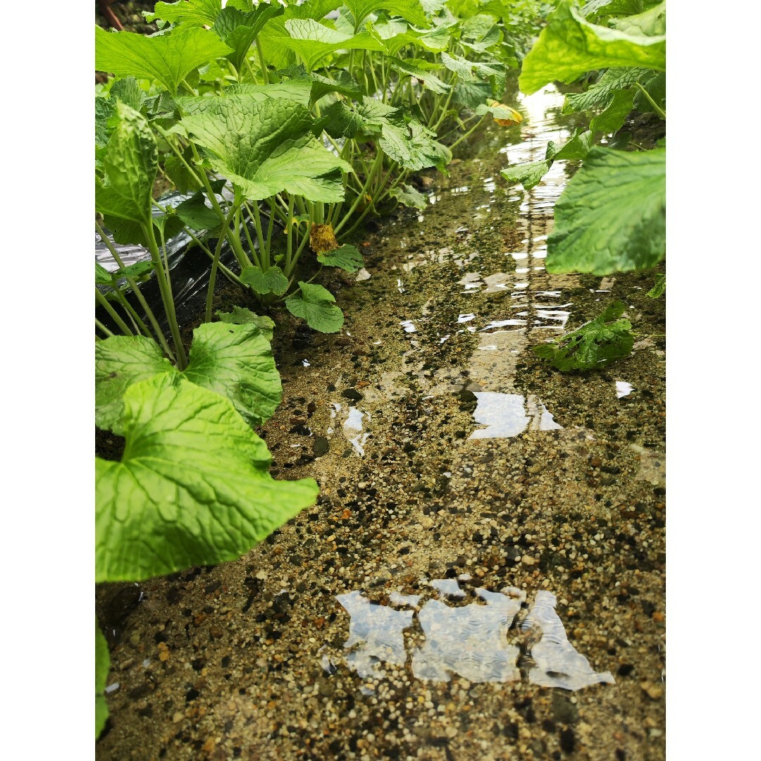 100g前後 信州 安曇野 本わさび 生ワサビ あづみ野 山葵 沢 100g前後 信州 安曇野 本わさび 生ワサビ あづみ野 山葵 沢