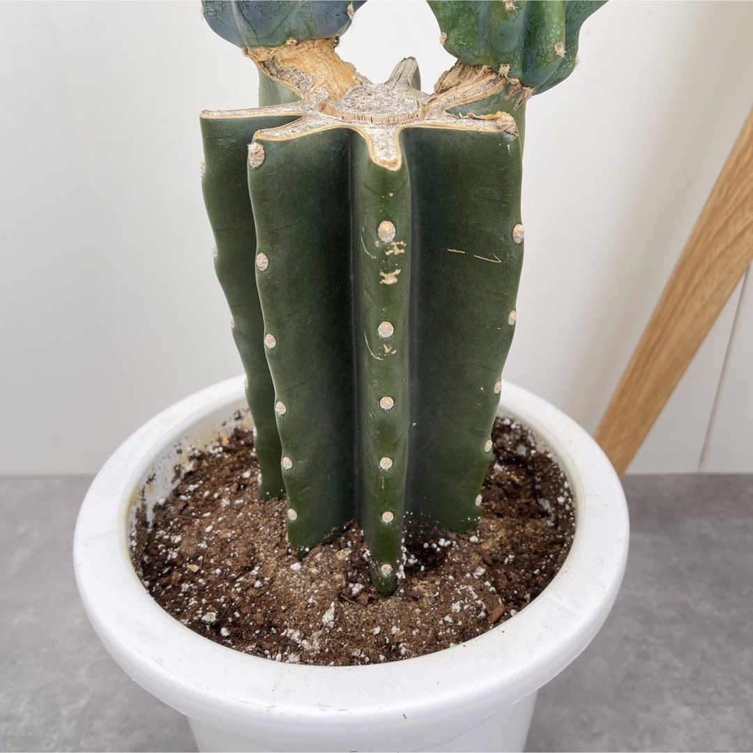 柱サボテン ブランチ 29【現品】観葉植物 室内 ドライガーデン 8 柱サボテン ブランチ 29【現品】観葉植物 室内 ドライガーデン 8
