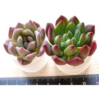 クリーム氷玉 小 多肉植物の通販 by momo's shop|ラクマ クリーム氷玉 小 多肉植物の通販 by momo's shop|ラクマ
