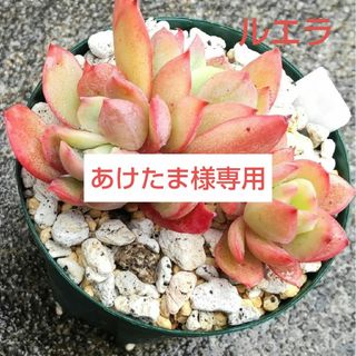 クリーム氷玉 小 多肉植物の通販 by momo's shop|ラクマ クリーム氷玉 小 多肉植物の通販 by momo's shop|ラクマ