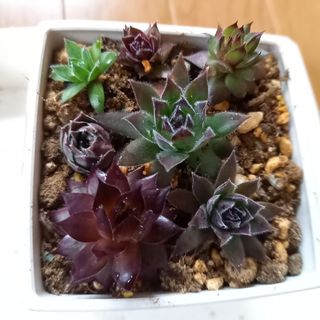多肉植物 ぷくぷく系 キャンディーチーズ 抜き苗 1苗600円の通販 多肉植物 ぷくぷく系 キャンディーチーズ 抜き苗 1苗600円の通販