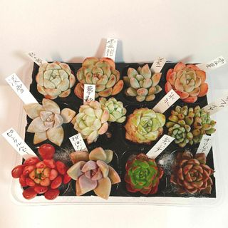 クリーム氷玉 小 多肉植物の通販 by momo's shop|ラクマ クリーム氷玉 小 多肉植物の通販 by momo's shop|ラクマ
