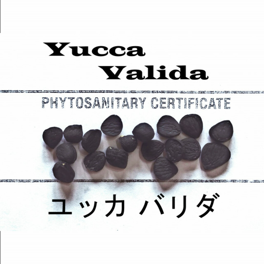 6月入荷 50粒+ ユッカ バリダ 種子 種 証明書ありの通販 by 6月入荷 50粒+ ユッカ バリダ 種子 種 証明書ありの通販 by