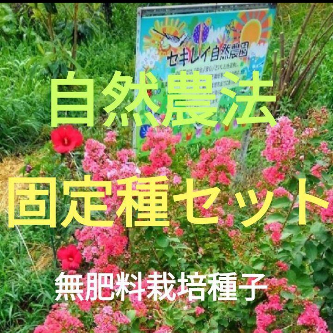 自然農法 固定種10点セット 食品/飲料/酒の食品(野菜)の商品写真