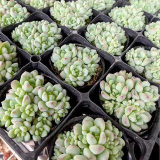 抜き苗】ペレスデラロサエ 多肉植物 セダム 紅葉 プレステラ 抜き苗】ペレスデラロサエ 多肉植物 セダム 紅葉 プレステラ